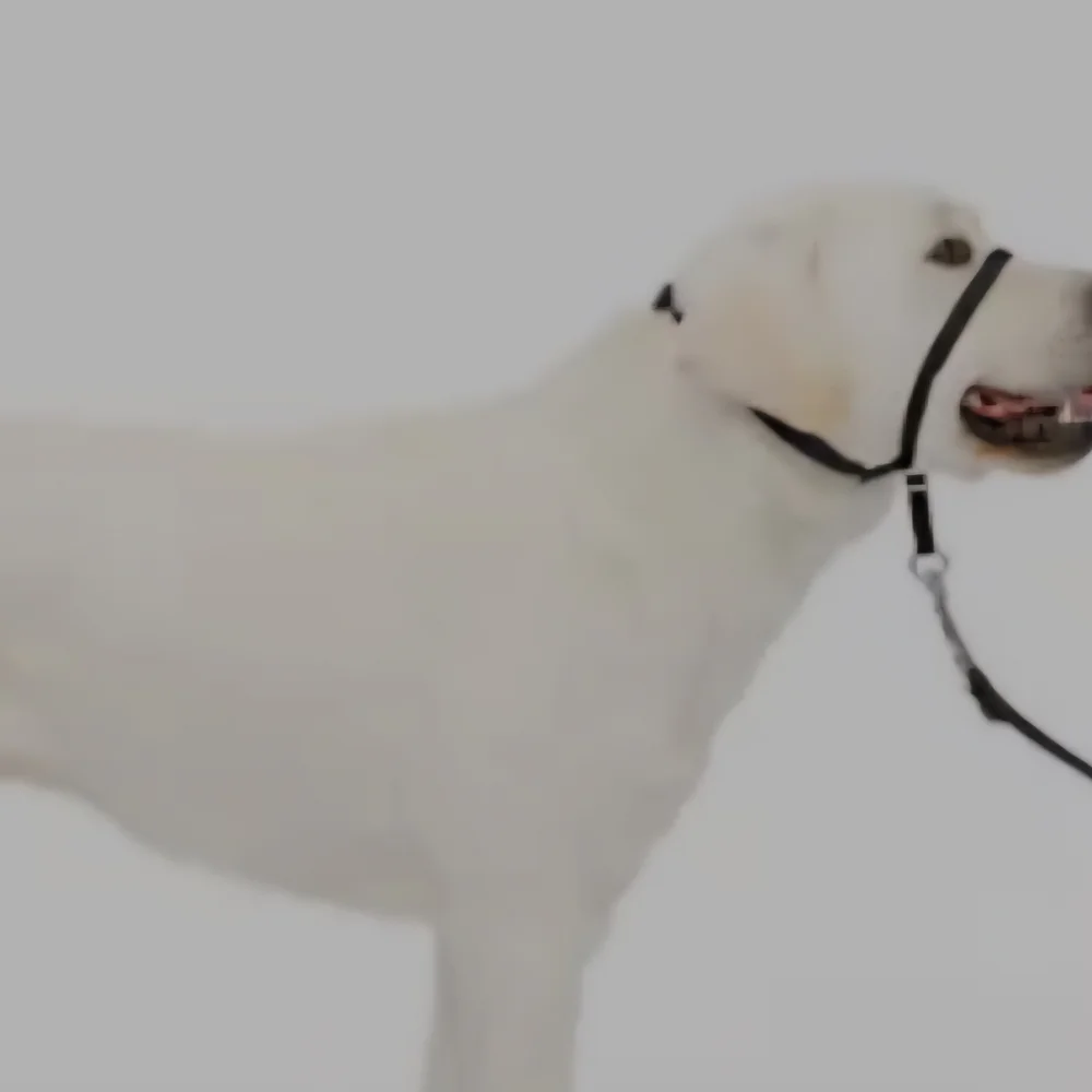 Top Paw Training Head Collar - Black